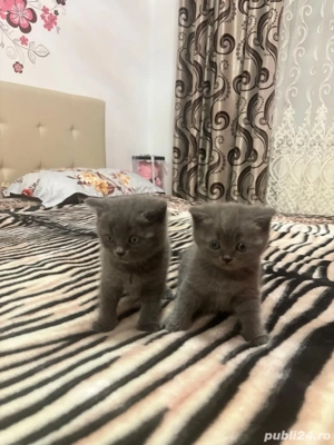 Puiuti british shorthair - imagine 3