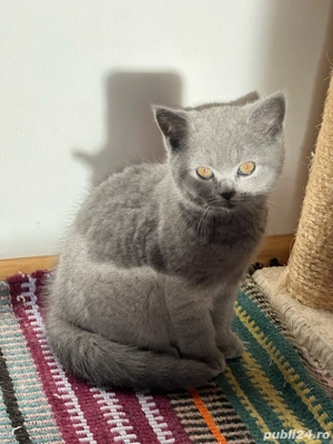 Pui british shorthair - imagine 2