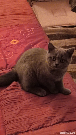 Pui british shorthair - imagine 3