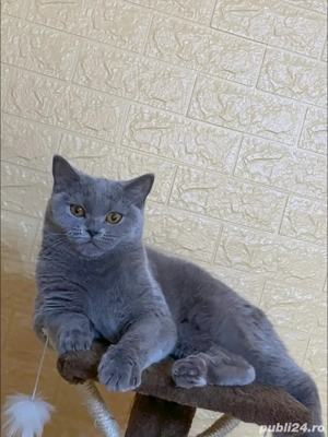 Puiuti british shorthair - imagine 5