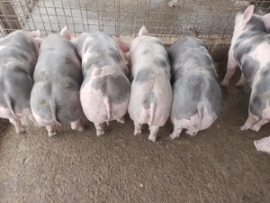 Vand purcei rasa pietran 