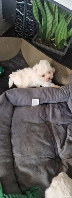 Cățeluși Bichon Maltez - imagine 2