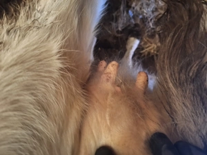 Vând juninca gestanta 4 luni.