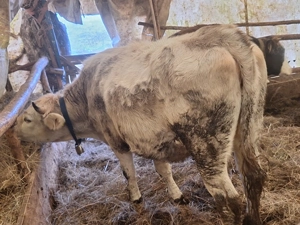 Vând juninca gestanta 4 luni. - imagine 3