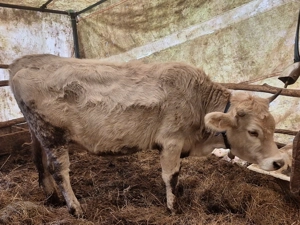 Vând juninca gestanta 4 luni. - imagine 2