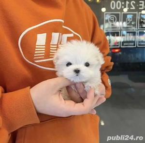Bichon Maltez Mini Toy  - imagine 2