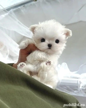 Bichon Maltez Mini Toy - imagine 3