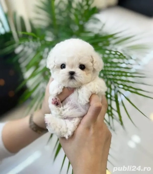 Bichon Maltez Mini Toy - imagine 2
