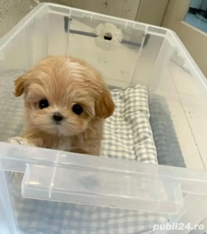 Maltipoo Mini Toy