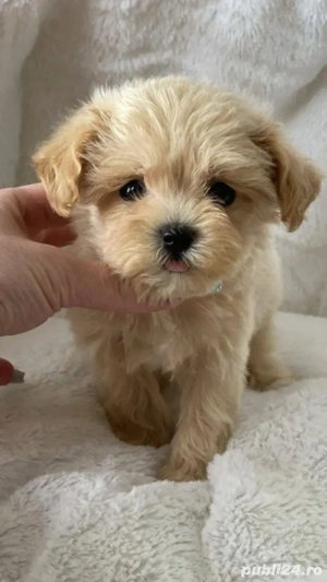 Maltipoo Mini Toy - imagine 3