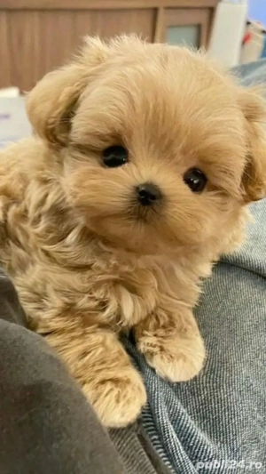 Maltipoo Mini Toy - imagine 2