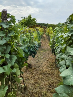 Casă individuală cu teren de 3.414 mp, Comuna Comarna - imagine 15