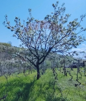 Casă individuală cu teren de 3.414 mp, Comuna Comarna - imagine 14