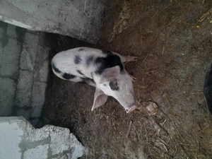 Vind purcel aproximativ 50 kg