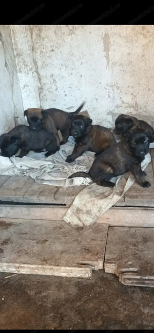 Ciobanesc belgian malinois de vanzare - imagine 2