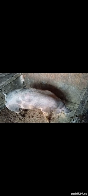 Pietranika pură, pentru reproducție sau taiere  - imagine 2