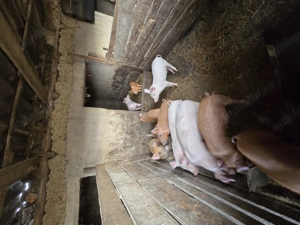 Vand purcei de carne! - imagine 2