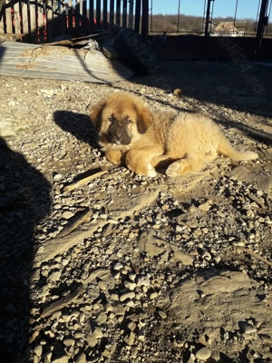 Femela ciobanesc carpatin - imagine 2