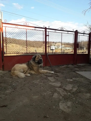 Femela ciobanesc carpatin - imagine 3