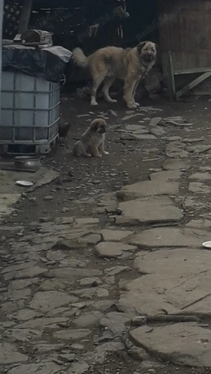 Femela ciobanesc carpatin - imagine 4