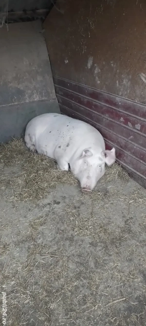 De vînzare  - imagine 2