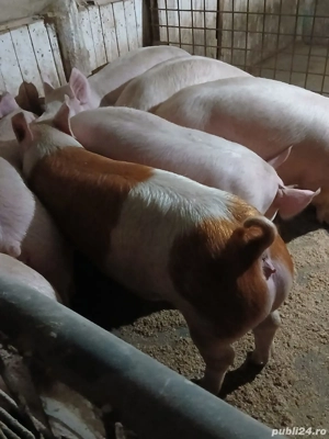 porci de carne  - imagine 4