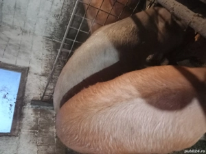 Vind Porci - imagine 4