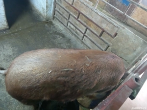 purcea de vînzare  - imagine 3