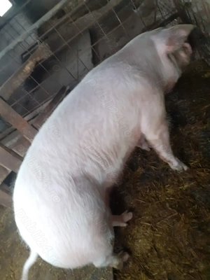 Scroafa pt sacrificat - imagine 2