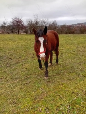 Vând sau schimb Manz Armasar - imagine 2