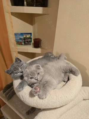 Pisici shorthair british scottish fold - imagine 2