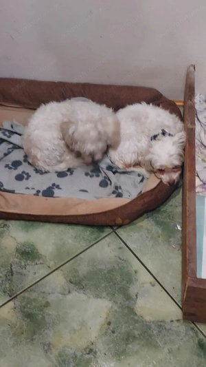 Vând pui Bishon Maltez - imagine 3