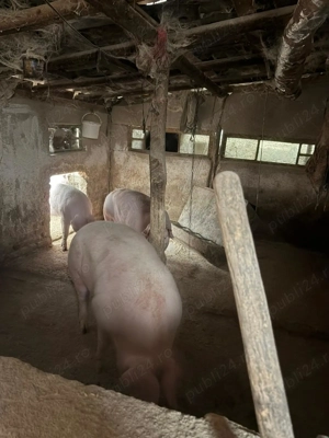 Vând porci  - imagine 2