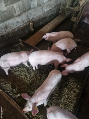 purcei de vanzare - imagine 2