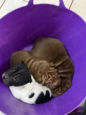 Cățeluși Shar Pei - imagine 2