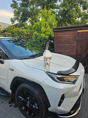 rav4 plugin 2021 4x4 306cp