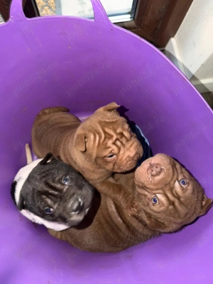Cățeluși Shar Pei - imagine 3