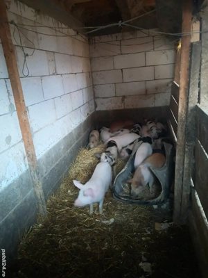 purcei și șoldani disponibili  - imagine 3