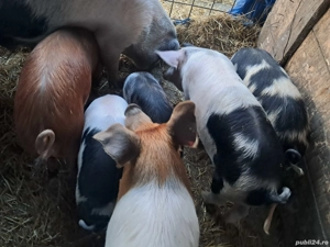 purcei și șoldani disponibili  - imagine 4