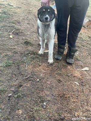 catea de alabai  - imagine 3