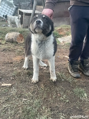 catea de alabai  - imagine 2