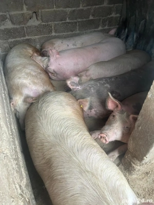 Vand porci pentru sacrificat - imagine 5