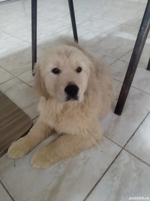 de vânzare urgent  - imagine 2