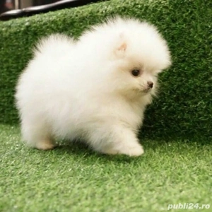  Pomeranian Mini Boo  de vanzare 