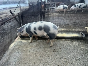 Vând porci 13lei kg - imagine 3