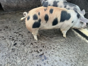 Vând porci 13lei kg