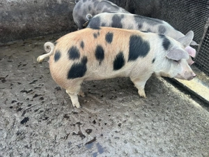 Vând porci 13lei kg - imagine 4