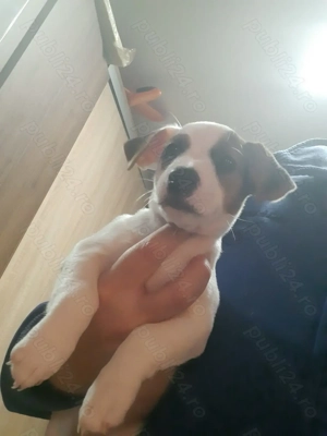Catei de vanzare jack russell Jack russel terrier in bucaresti 