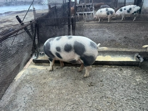 Vând porci 13lei kg - imagine 5