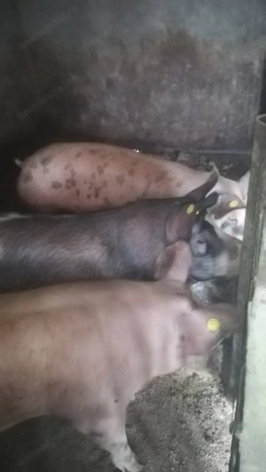 Vand porci pentru craciun (100kg-200kg)